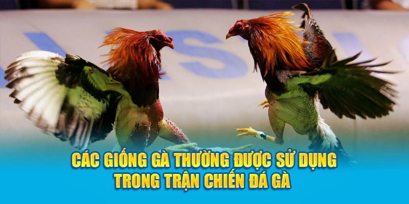 Các giống gà thường được sử dụng trong trận chiến đá gà