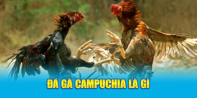 Đá gà Campuchia là gì