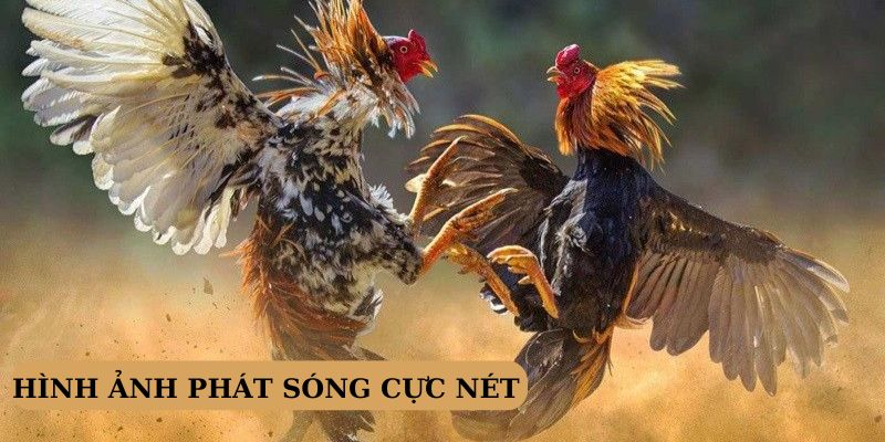 Hình ảnh phát sóng trực tiếp cực nét như đang ở trường gà