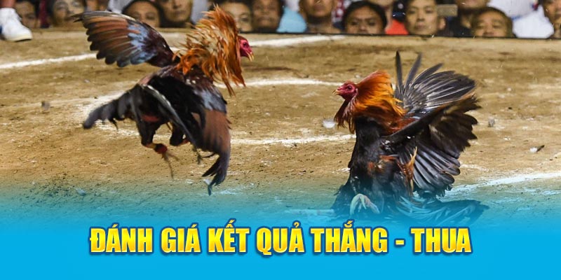 Đánh giá kết quả thắng - thua