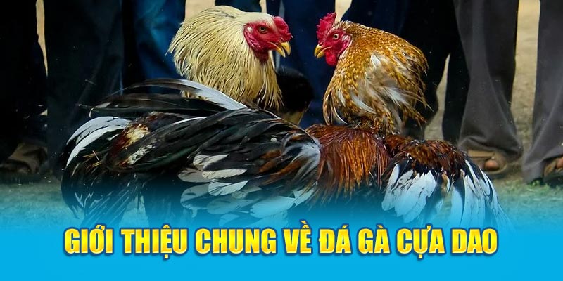 Giới thiệu chung về đá gà cựa dao