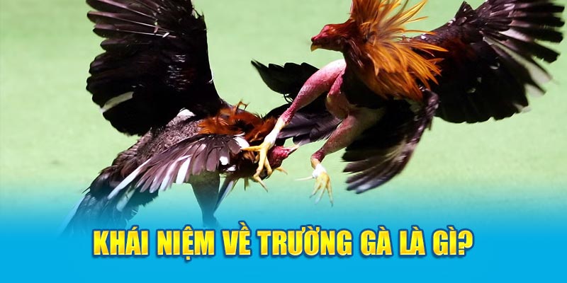 Khái niệm về trường gà là gì?