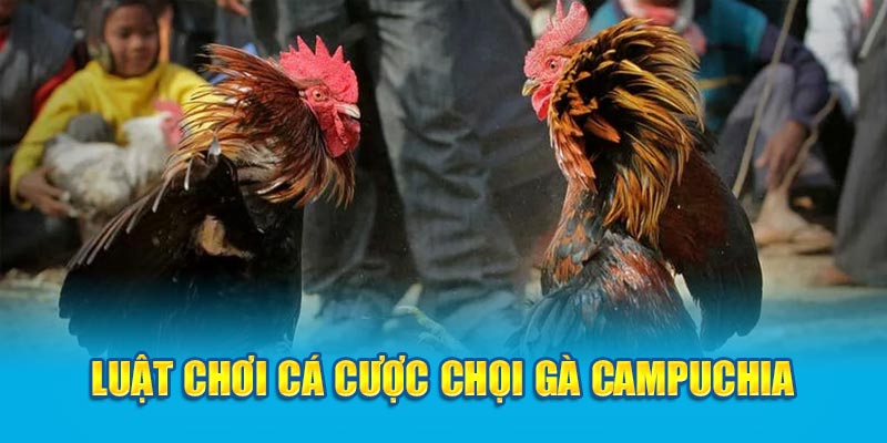  Chơi cá cược chọi gà Campuchia và thể lệ chi tiết