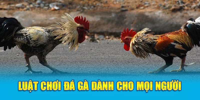 Luật chơi đá gà dành cho mọi người