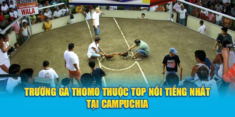 Trường gà Thomo thuộc top nổi tiếng nhất tại Campuchia